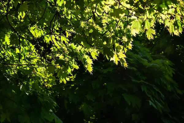 Leaves to the light. Glow of the green foliage of a maple tree in a sunbeam. Natural abstract background