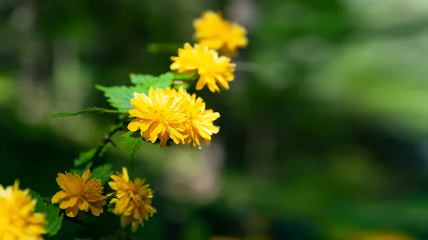 Flores Amarillas Arbusto Floreciente Bush Florece Amarillo Fondo Natural Pequeña — Foto de Stock