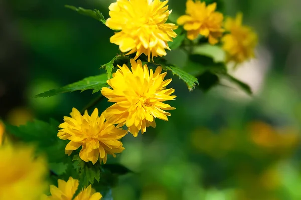 Yellow Flowers Flowering Shrub Close Bush Blooms Yellow Natural Background — Stock Photo, Image