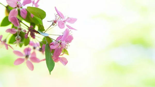 Рожеві Квіти Квітуче Дерево Крупним Планом Дерево Цвіте Рожевим Природний Ліцензійні Стокові Зображення