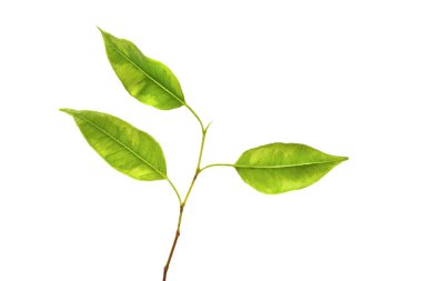 Yeşil yapraklar. Beyaz arka planda izole edilmiş bir dalda yeşil yapraklar
