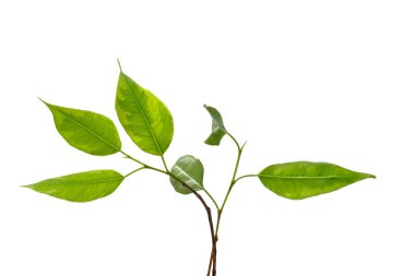 Yeşil yapraklar. Yeşil yapraklar, beyaz bir arka planda, yakın planda izole edilmiş bir dalda.