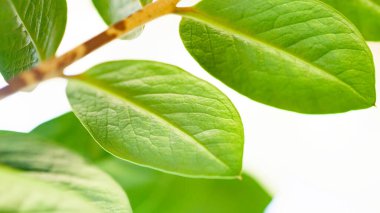 Soyut yeşil yapraklar. Yeşil yapraklar doğal arka planı bulanıklaştırıyor. Yüzeyin derinliği. Seçici yumuşak odak