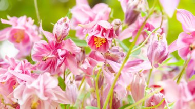 Yabani çiçekler soyut. Pembe kır çiçeklerinin soyut arka planı. Yüzeyin derinliği. Seçici yumuşak odak