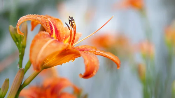 Lily Virágok Nedves Liliom Virágok Esőcseppekkel Lágy Homályos Háttérrel Bokeh — Stock Fotó