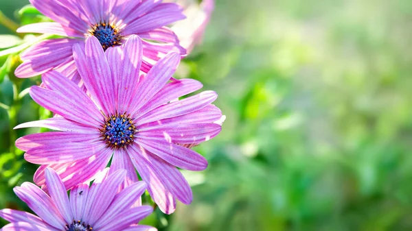 Chamomile flowers. Purple daisies. Close-up of flowers on a blurred background with bokeh elements. Copy space. Garden flowers. Selective focus
