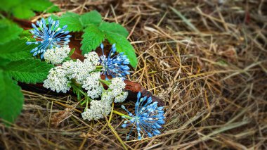 Samanlıkta yabani çiçeklerle dolu bir hayat. Yaban çiçekleri ve yeşil yapraklar samanlıkta yatıyor. Sarımsak çiçekleri. Köy hala hayat dolu. Tahıllı bir arka plan. Seçici yumuşak odak