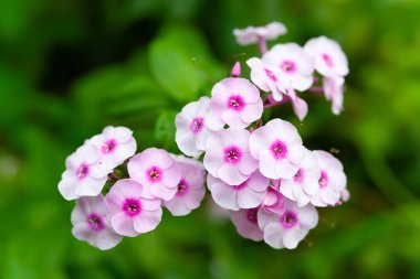 Phlox çiçek açıyor. Perennial phlox paniculata. Pembe çiçekler kapanıyor. Seçici yumuşak odak