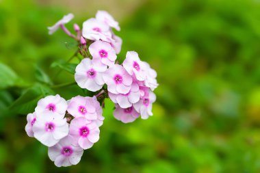 Bahçe feneri çiçek açıyor. Ebedi fenomen. Phlox panikledi. Pembe çiçekler kapanıyor. Uzayı kopyala Seçici yumuşak odak