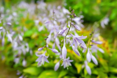 Mor Hosta. Güzel ev sahibi çiçeklerin yakın çekimi. Hosta bloom. Seçici yumuşak odak