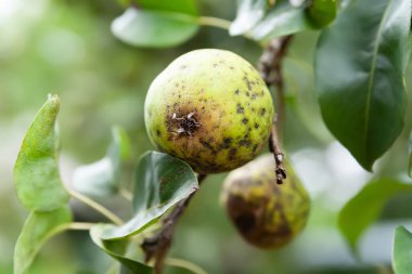 Bozuk armut. Şımarık armut. Ağaçta hasta meyve var. Hasta meyve ağaçları. Bahçıvanlık sorunları. Seçici yumuşak odak