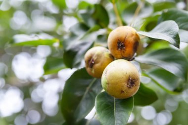 Bozuk armut. Şımarık armut yakın çekimi. Ağaçta hasta meyve var. Hasta meyve ağaçları. Bahçıvanlık sorunları. Seçici yumuşak odak
