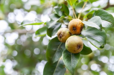 Bozuk armut. Şımarık armut. Ağaçta hastalıklı meyveler var. Hasta meyve ağaçları. Bahçıvanlık sorunları. Seçici yumuşak odak