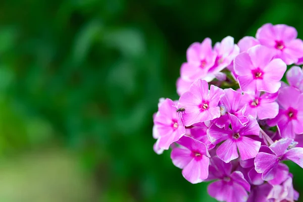 Jardín Phlox Flox Perenne Phlox Paniculata Flores Color Rosa Cerca —  Fotos de Stock