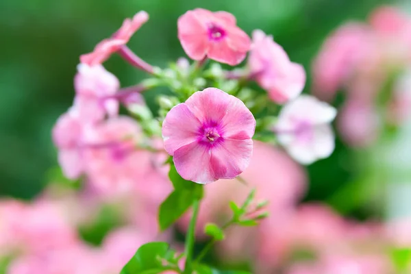 Jardín Phlox Flox Perenne Phlox Paniculata Flores Color Rosa Cerca —  Fotos de Stock