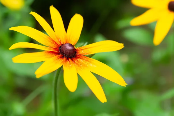 Rudbeckia的花 盛开的Rudbeckia 黄色的大花闭合在一起 黑眼睛苏珊 有选择的软重点 — 图库照片