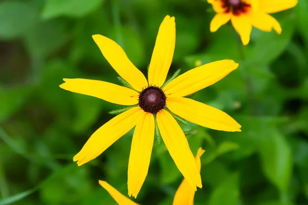 Rudbeckia Virágok Virágzó Rudbeckia Nagy Sárga Virágok Közelednek Fekete Szemű — Stock Fotó