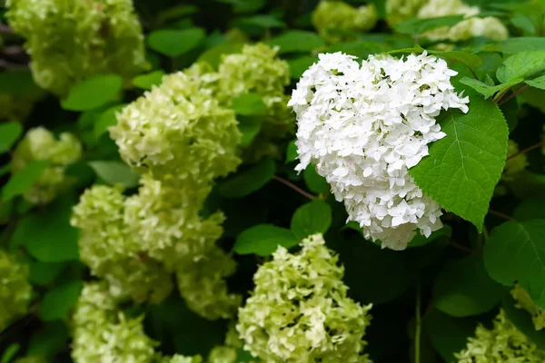 Λευκή Ορτανσία Λουλούδια Ορτανσία Λευκά Λουλούδια Ορτανσία Ανάμεσα Στα Φύλλα — Φωτογραφία Αρχείου