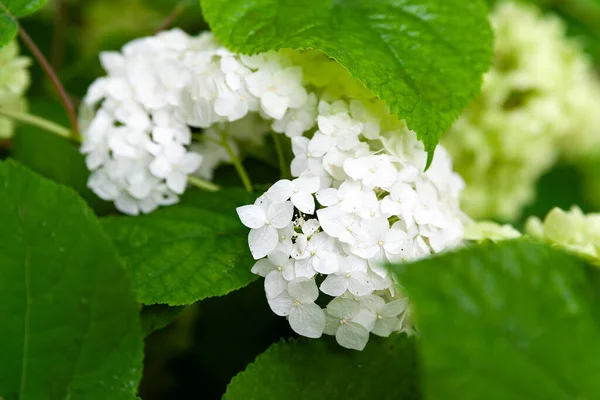 Λευκή Ορτανσία Λευκά Λουλούδια Ορτανσία Ανάμεσα Στα Φύλλα Από Κοντά — Φωτογραφία Αρχείου