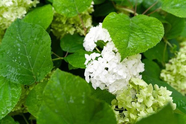 Λευκή Ορτανσία Λευκά Λουλούδια Ορτανσία Ανάμεσα Στα Φύλλα Από Κοντά — Φωτογραφία Αρχείου