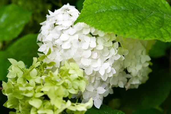 Λευκή Ορτανσία Λουλούδια Της Ορτανσίας Λευκά Λουλούδια Ορτανσία Ανάμεσα Στα — Φωτογραφία Αρχείου
