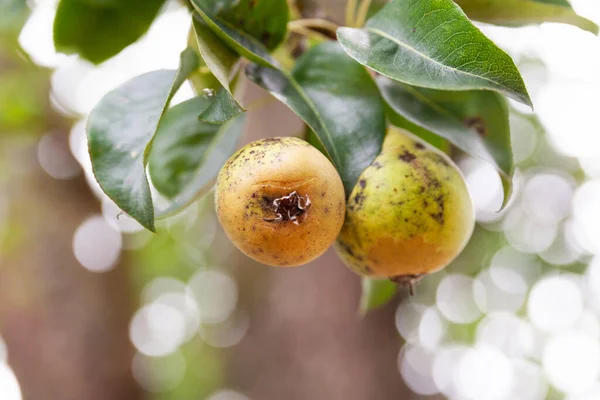 stock image Bad pear. Spoiled pear. Sick fruits on branches close up. Diseased fruit trees. Problems of gardening. Selective soft focus