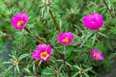 Bahçe çiçekleri Çiçekli pembe purslane. Çiçeklerle süslenmiş. Seçici yumuşak odak