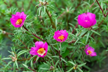 Garden flowers. Blooming pink purslane. Flowerbed with flowers. Selective soft focus clipart
