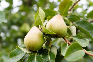 Bir dalda armut. Yaprakların arasında yeşil armutlar. Olgunlaşmamış meyveler. Seçici yumuşak odak