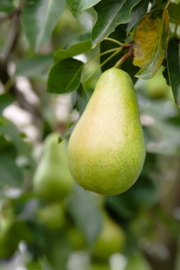 Bir dalda armut. Yaprakların arasında yeşil armutlar. Olgunlaşmamış meyveler. Seçici yumuşak odak