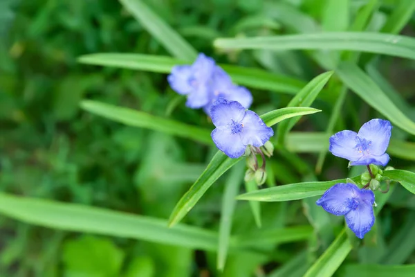 Gartenblumen Blaue Blumen Blühen Blumenbeet Mit Blumen Selektiver Weicher Fokus — Stockfoto