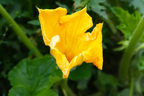 Квіткові Кабачки Жовта Квітка Крупним Планом Вибірковий Який Фокус — стокове фото