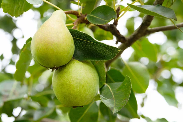 Pears among leaves. Green unripe pears on a branch. Fruits close-up. Fruit garden. Selective soft focus