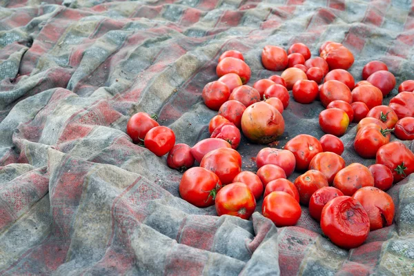 Rotten tomatoes. Spoiled tomatoes. Bad tomatoes are stacked in a pile. Selective focus