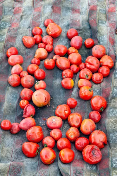 Zgniłe Pomidory Rozpuszczone Pomidory Banda Zepsutych Pomidorów Skupienie Selektywne — Zdjęcie stockowe