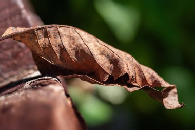 Kuru yaprak. Karanlık bir arka planda kurumuş yaprak. Seçici yumuşak odak