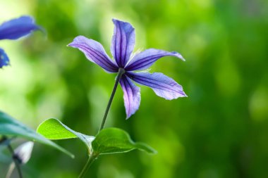 Clematis çiçeği. Clematis yakın plan. Mavi çiçek. Bulanık bir arka planda solmuş klematis çiçeği. Seçici yumuşak odak