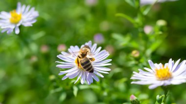 Çiçekteki arı. Bir arı, paskalya çiçeğinden nektar toplar. Arı kapanışı. Yumuşak odak