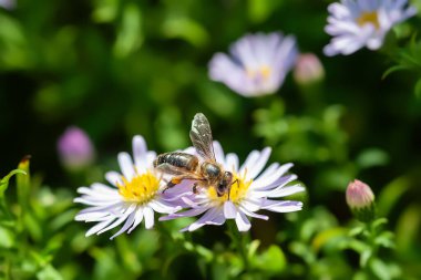 Çiçekteki arı. Bir arı, paskalya çiçeğinden nektar toplar. Bir arıya yakın çekim. Seçici yumuşak odak