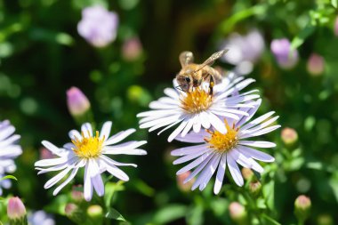 Çiçekteki arı. Bir arı, paskalya çalılarından nektar toplar. Bir arıya yakın çekim. Yumuşak odak