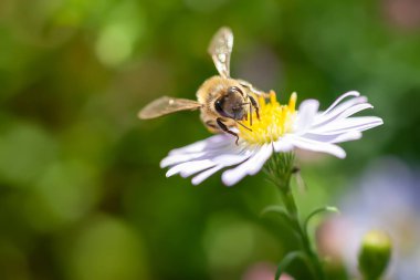 Çiçekteki arı. Bir arı, bir paskalya çiçeğinin nektarını toplar. Çalılıklarda bir arıya yakın çekim. Yumuşak odak