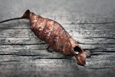 Kuru yaprak. Ahşap arka planda kurumuş yaprak. Seçici yumuşak odak