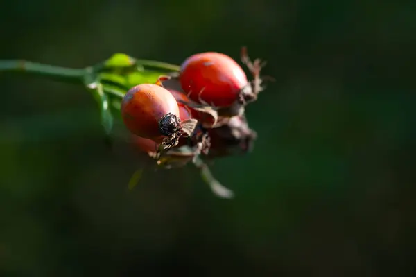 Rose hip. Rose hips on a branch close-up. Fading wild rose. Selective soft focus