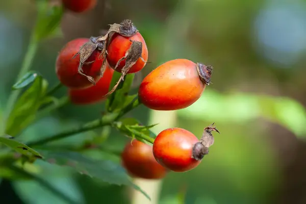 Rose hip. Rose hips on a branch close-up. Withering wild rose. Selective soft focus