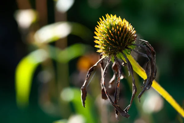 Dry flowers. Withered flowers close-up. Dried bud of echinacea in the rays of the evening sun. Soft focus