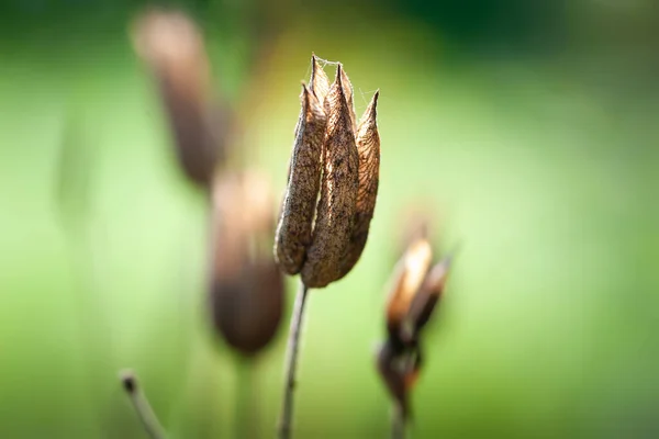 Dry flowers. Withered flowers against the light. Dried bud of a wildflower. Selective soft focus
