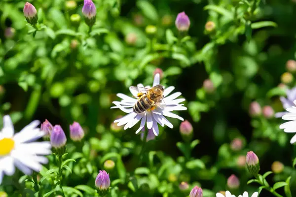 Bee on a flower. A bee collects nectar on an aster flower. Selective soft focu