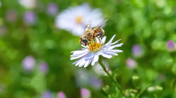 Bee on a flower. A bee collects nectar on an aster flower. Soft focu