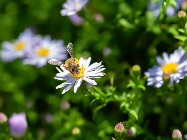 Bee on a flower. A bee gathers nectar from an aster flower. Selective soft focus