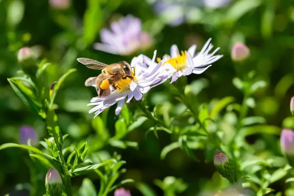 Bee on a flower. A bee collects nectar on an aster flower. Bee close-up. Soft focus